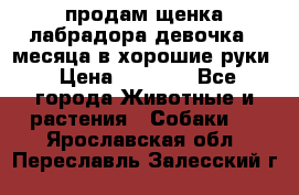 продам щенка лабрадора девочка 2 месяца в хорошие руки › Цена ­ 8 000 - Все города Животные и растения » Собаки   . Ярославская обл.,Переславль-Залесский г.
